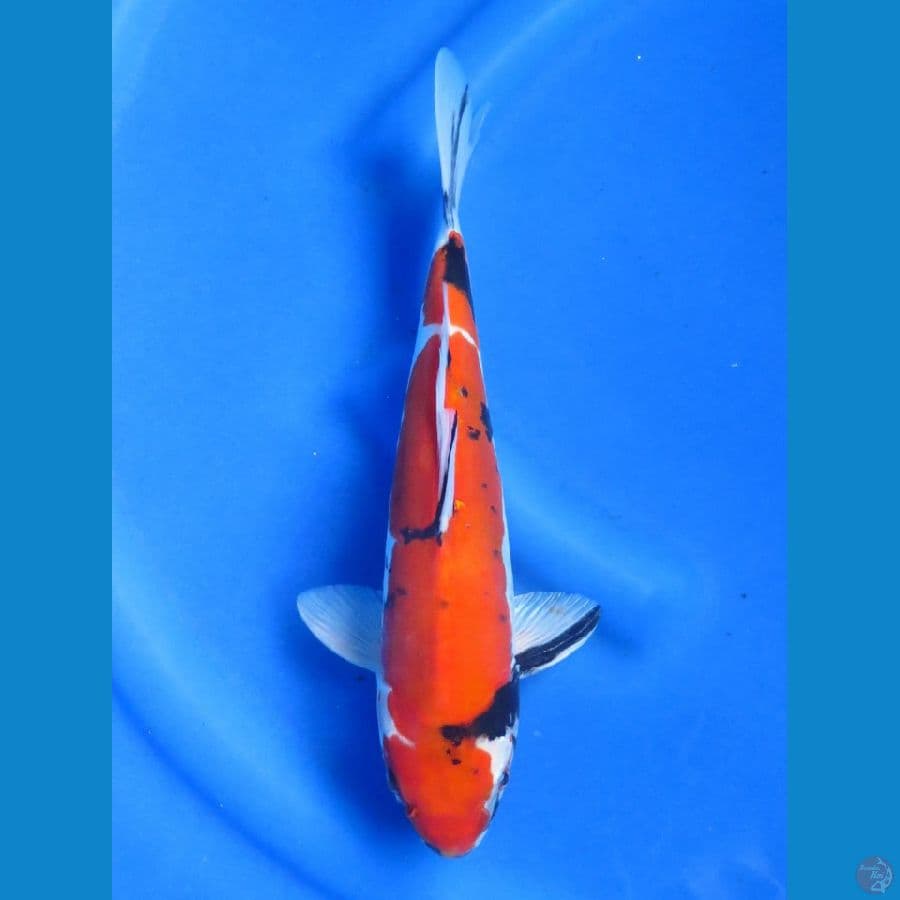 Showa Doits Murni , 31 cm