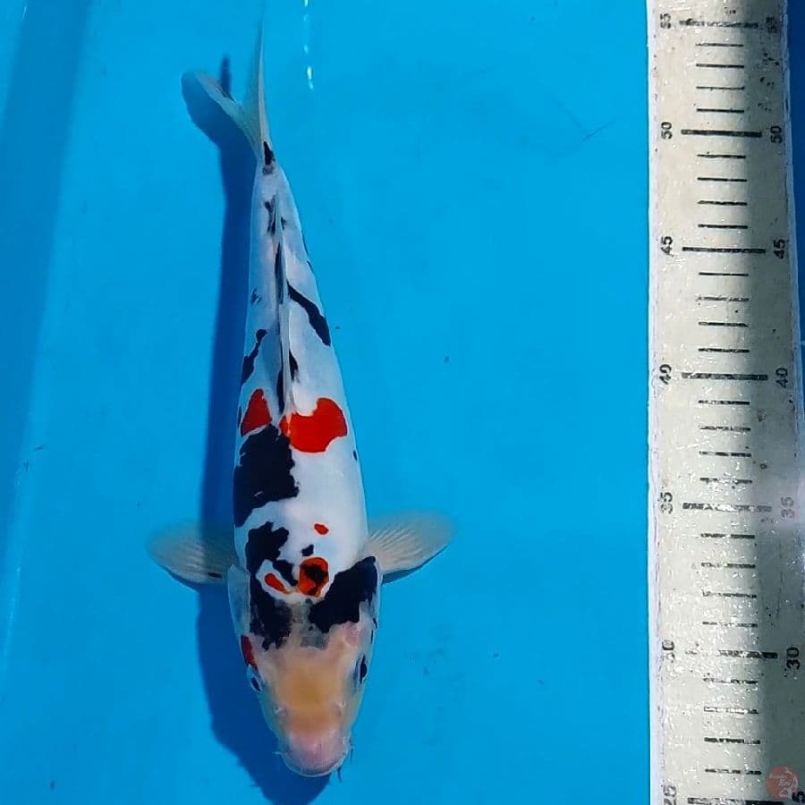 SHOWA DOITSU 28 CM