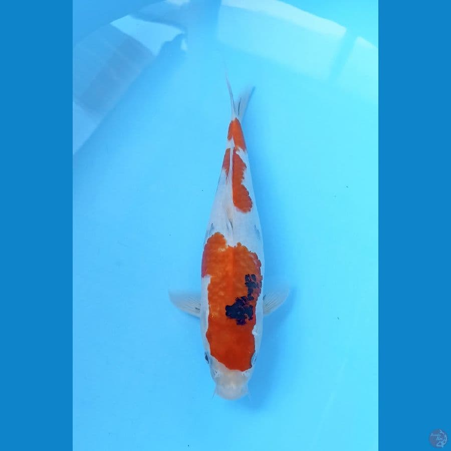 Showa 32cm