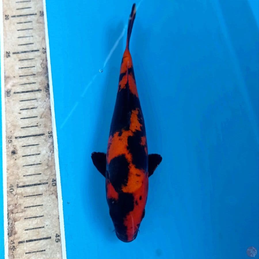 hi utsuri doitsu, 23 cm