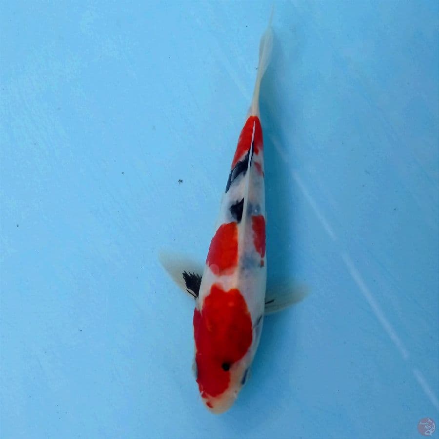 showa doitsu, 16 cm