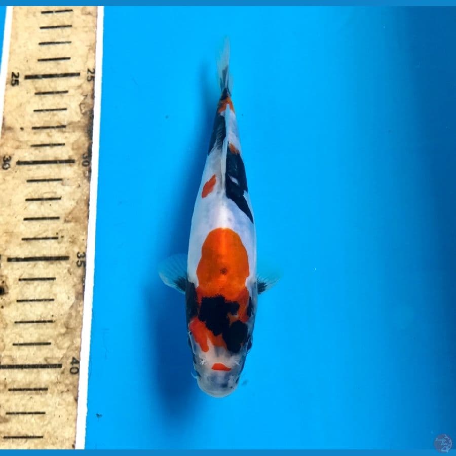 showa doitsu 17cm