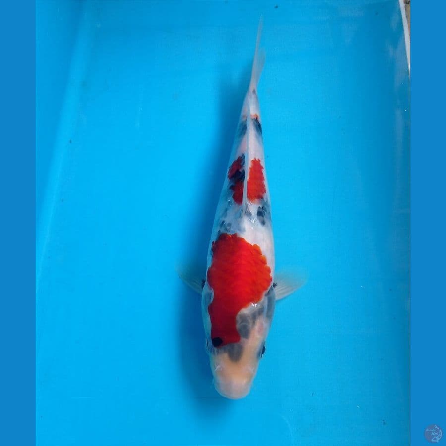 showa 21 cm