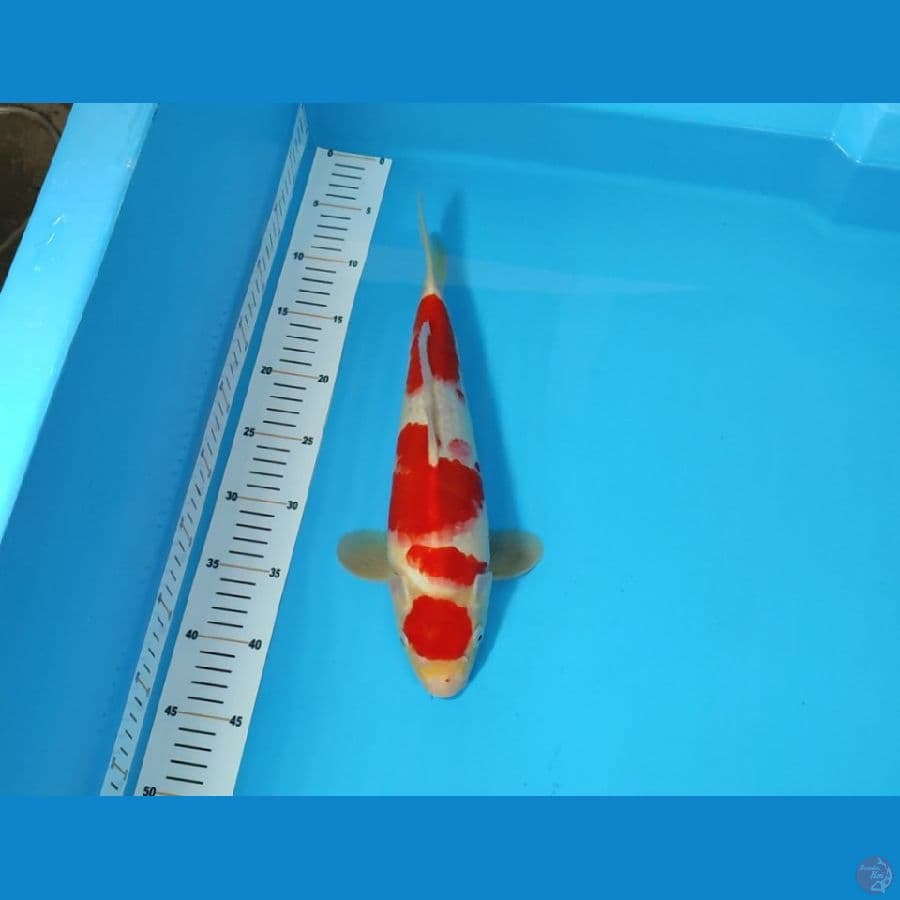 KOHAKU RED STRONG 35 CM - MALE