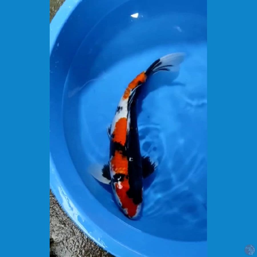 sowa 41 cm male