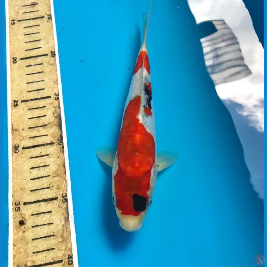 showa doitsu 22cm