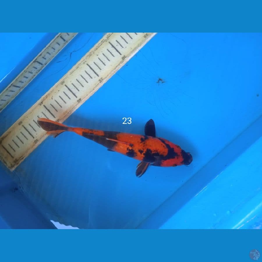 hiutsuri 23cm