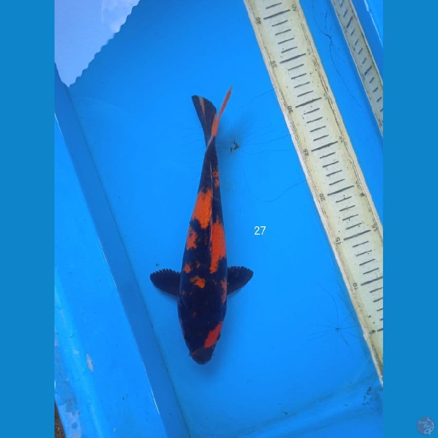 hiutsuri 27cm