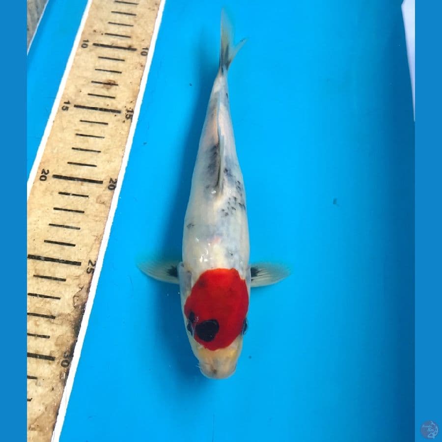 tancho showa 22cm