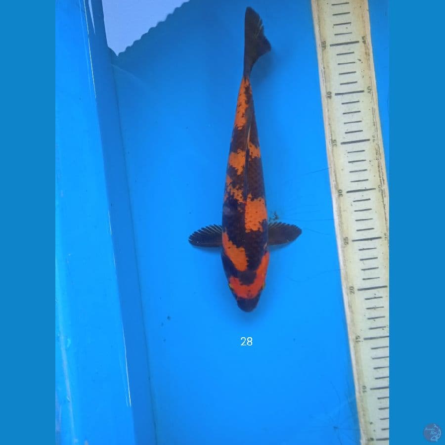 hiutsuri 28cm