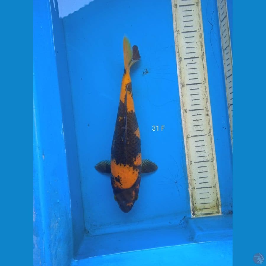ki utsuri 31cm