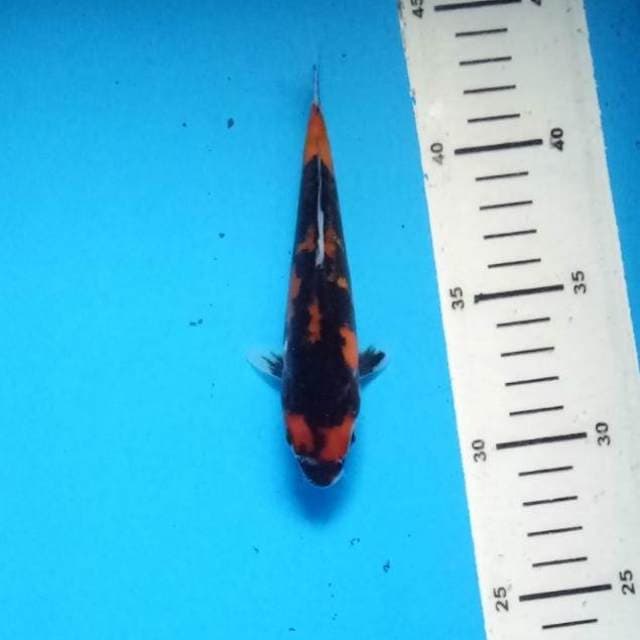 Showa doitsu HQ 14cm