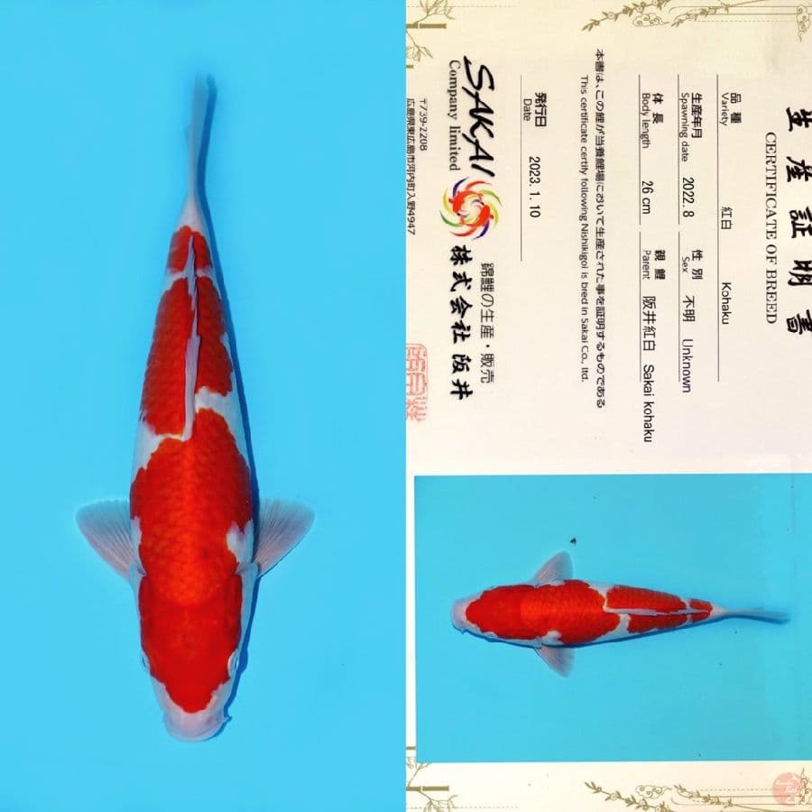 SAKAI KOHAKU HQ 34CM