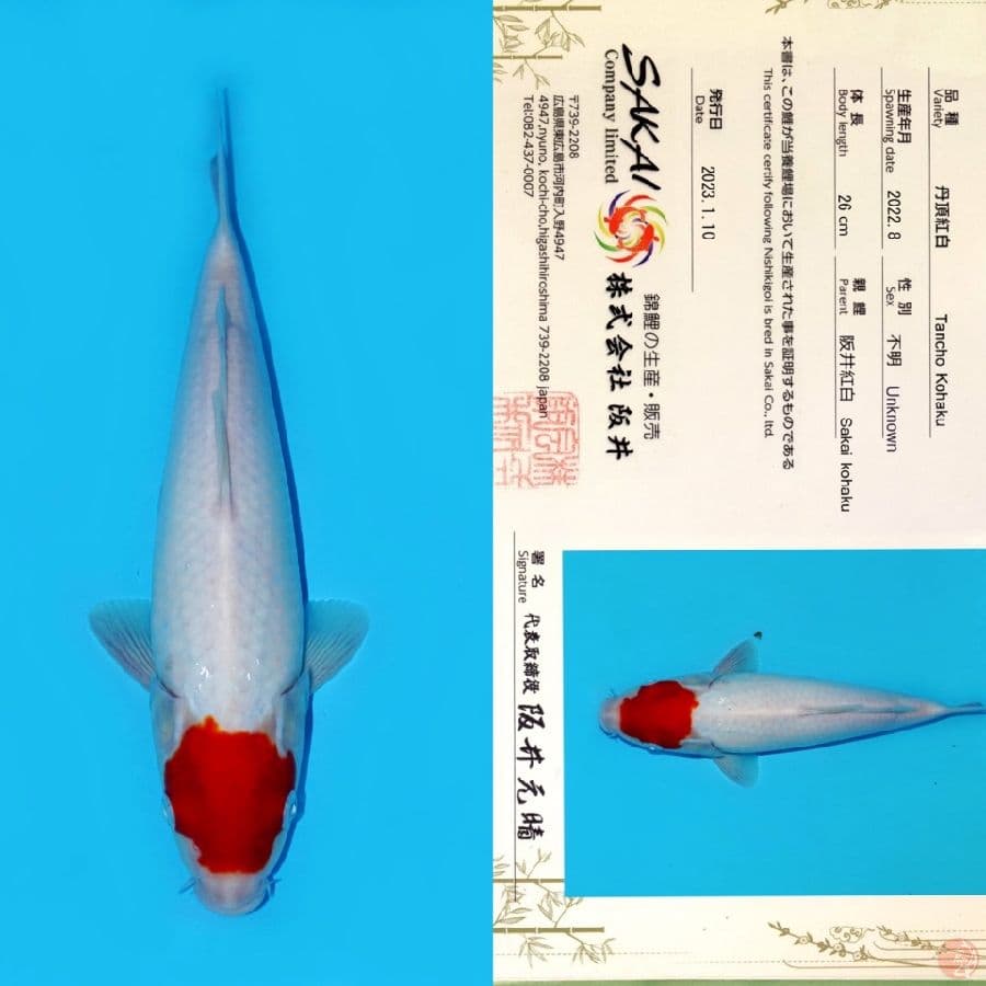 SAKAI TANCHO KOHAKU HQ 34CM