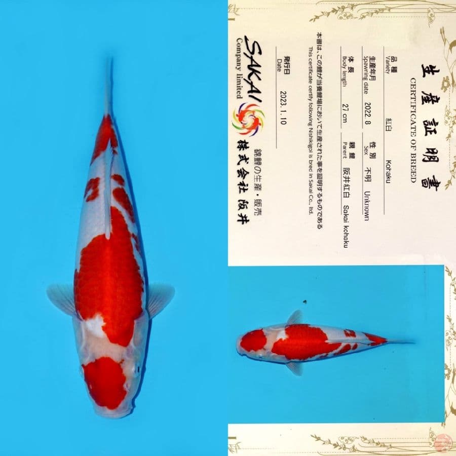 SAKAI KOHAKU HQ 35CM