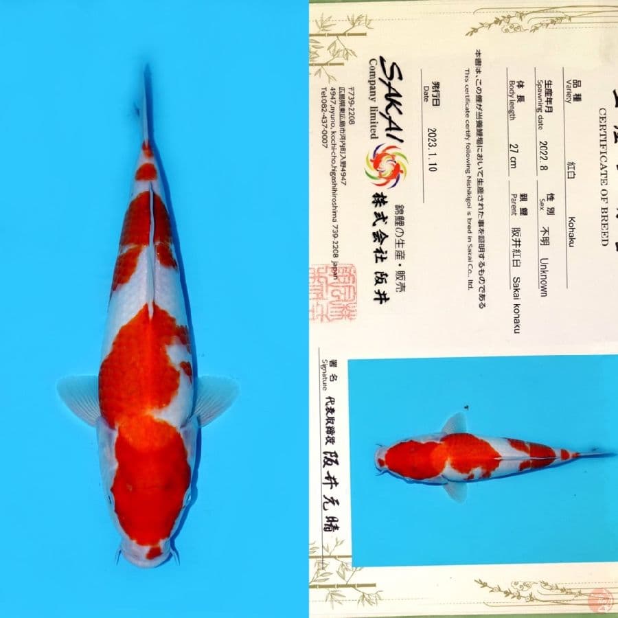 SAKAI KOHAKU HQ 35CM