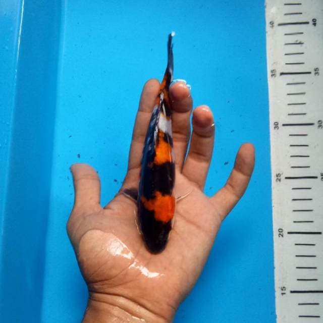 Showa doitsu HQ 17cm