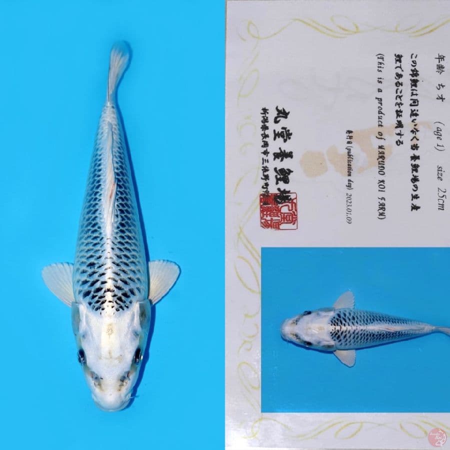 MARUDO GIN MATSUBA HQ 33CM