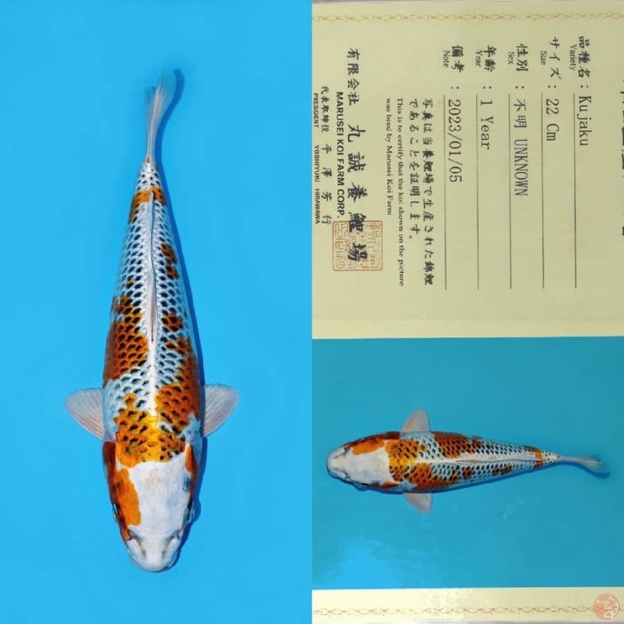 MARUSEI KUJAKU HQ 30CM