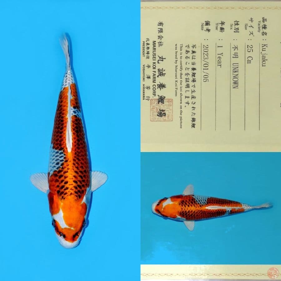 MARUSEI INAZUMA KUJAKU HQ 33CM