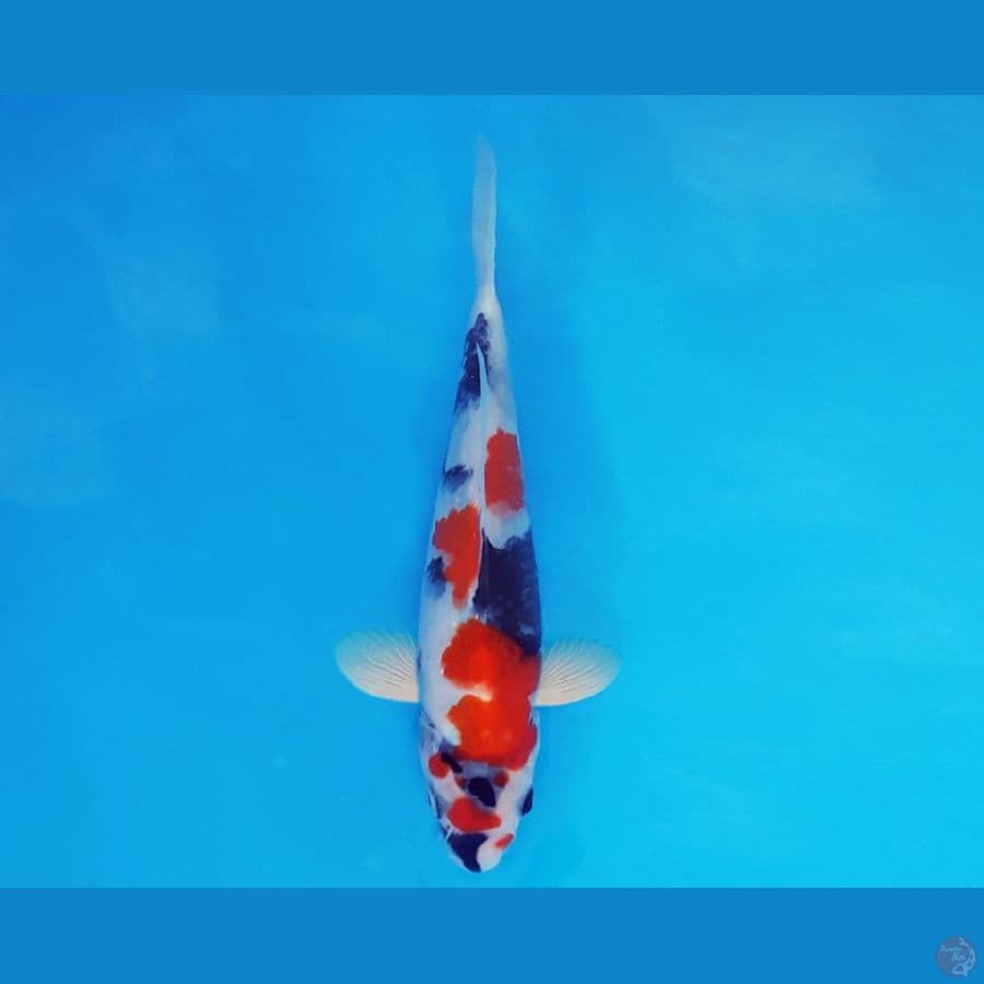 AKIRA 6 - Showa Evolution 16 cm/male ®