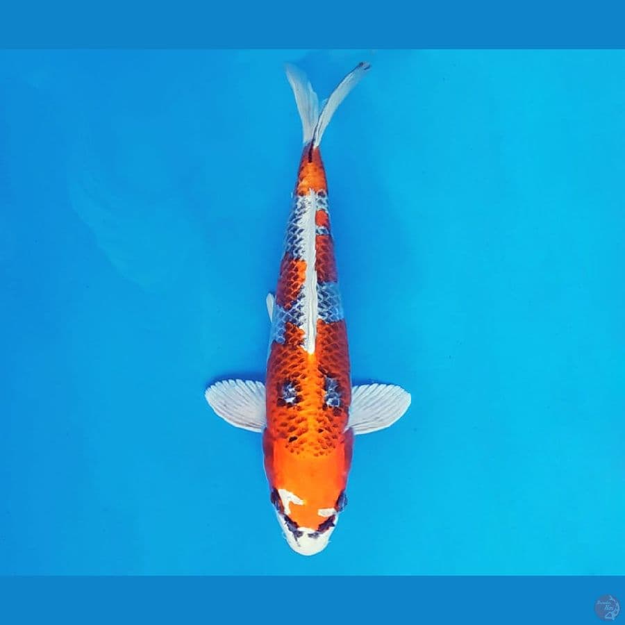 AKIRA 7 - Kujaku 21 cm/male ®