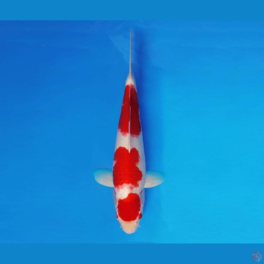 AKIRA 11 - Kohaku 34 cm/male ®