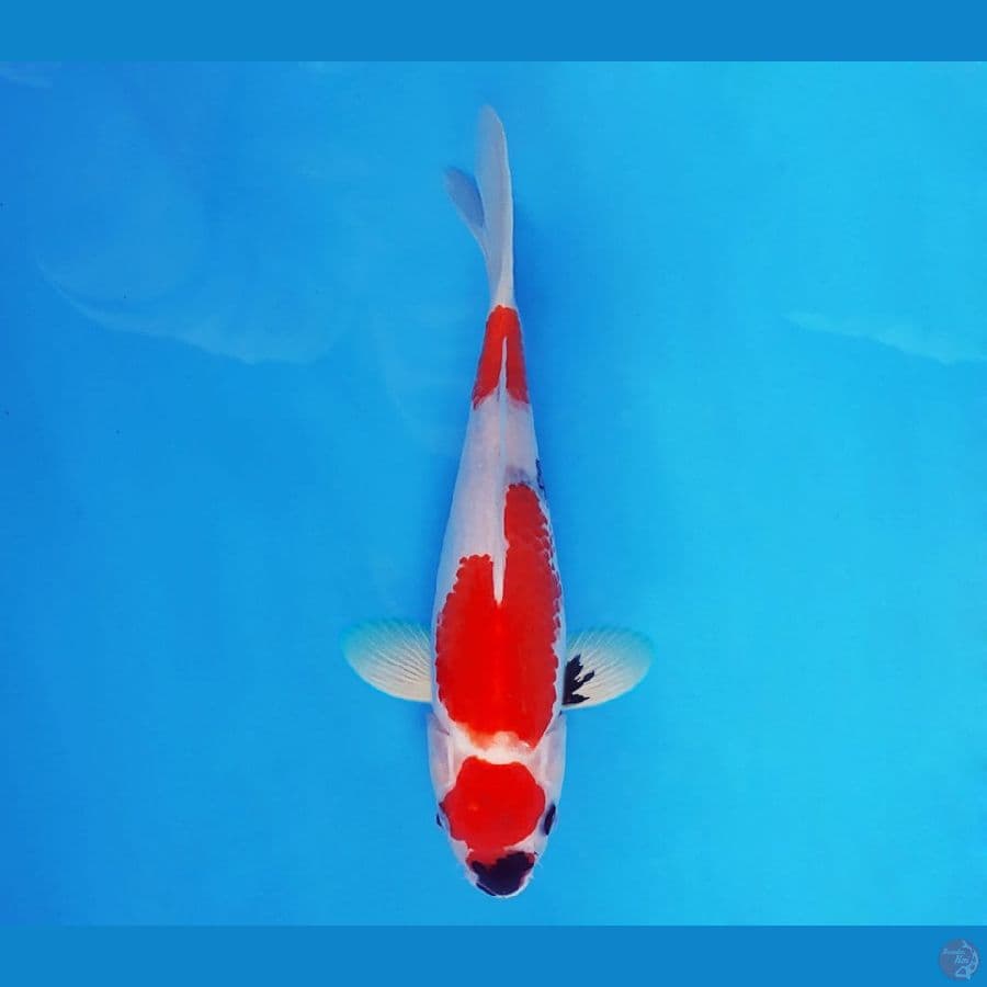 AKIRA 14 - Maruten showa 24 cm/male ®