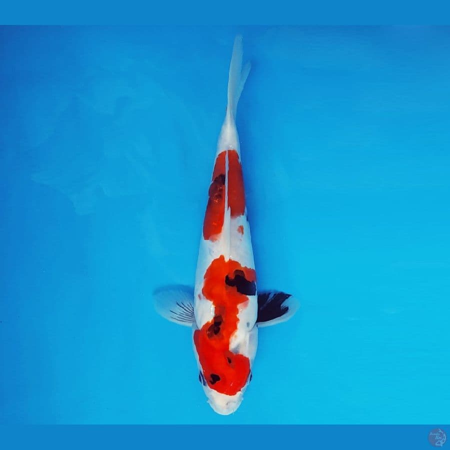 AKIRA 15 - Showa Doitsu 27 cm/fm ®