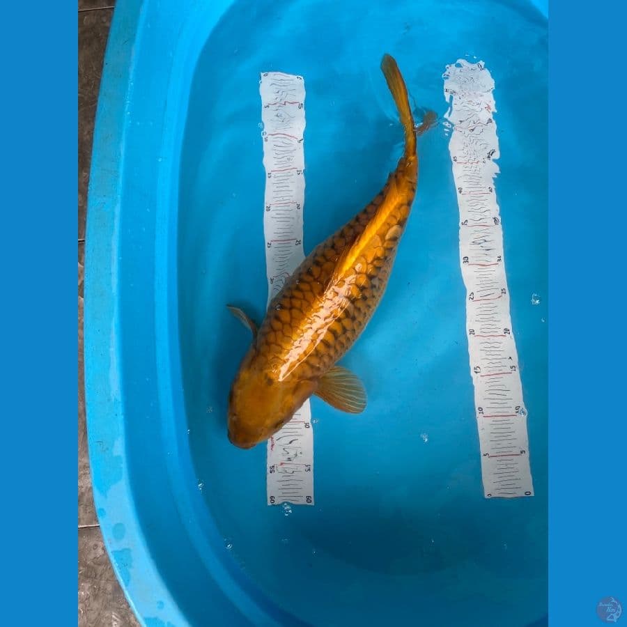 cagoi aragoke jumbo 54 cm