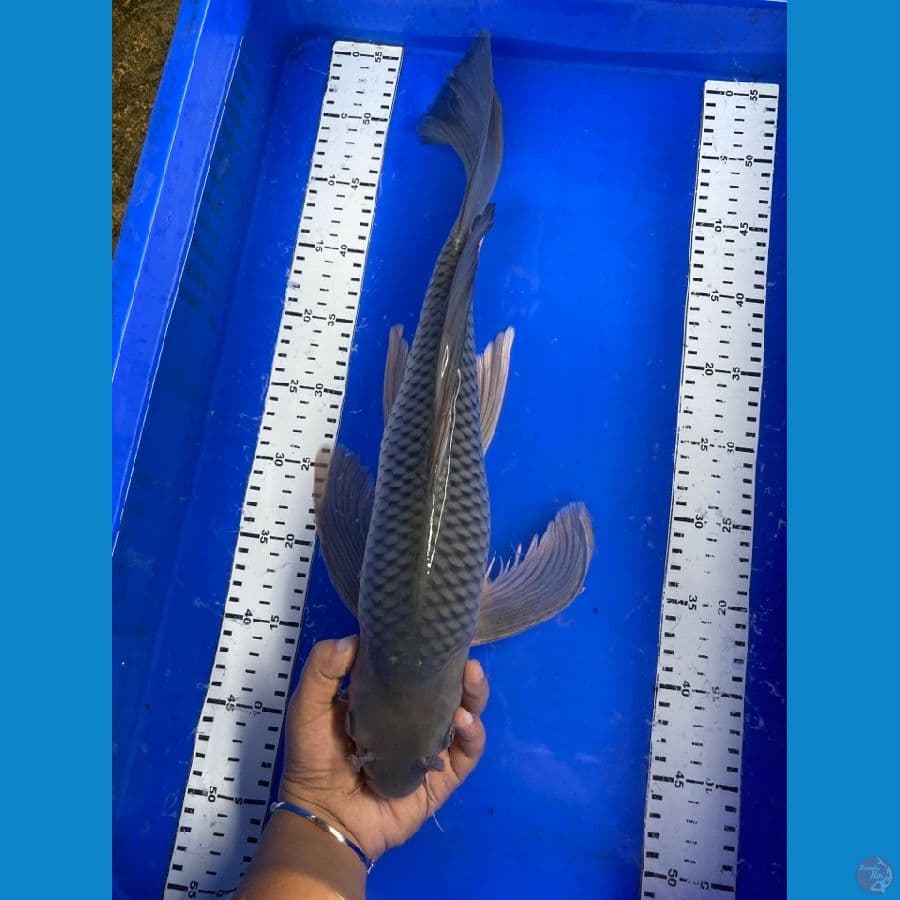 soragoi sleyer 50 cm jantan