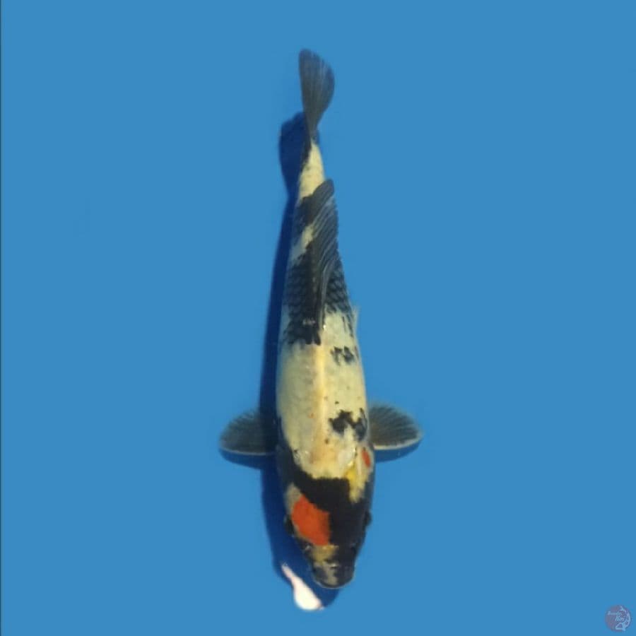 Tancho Showa 22 cm