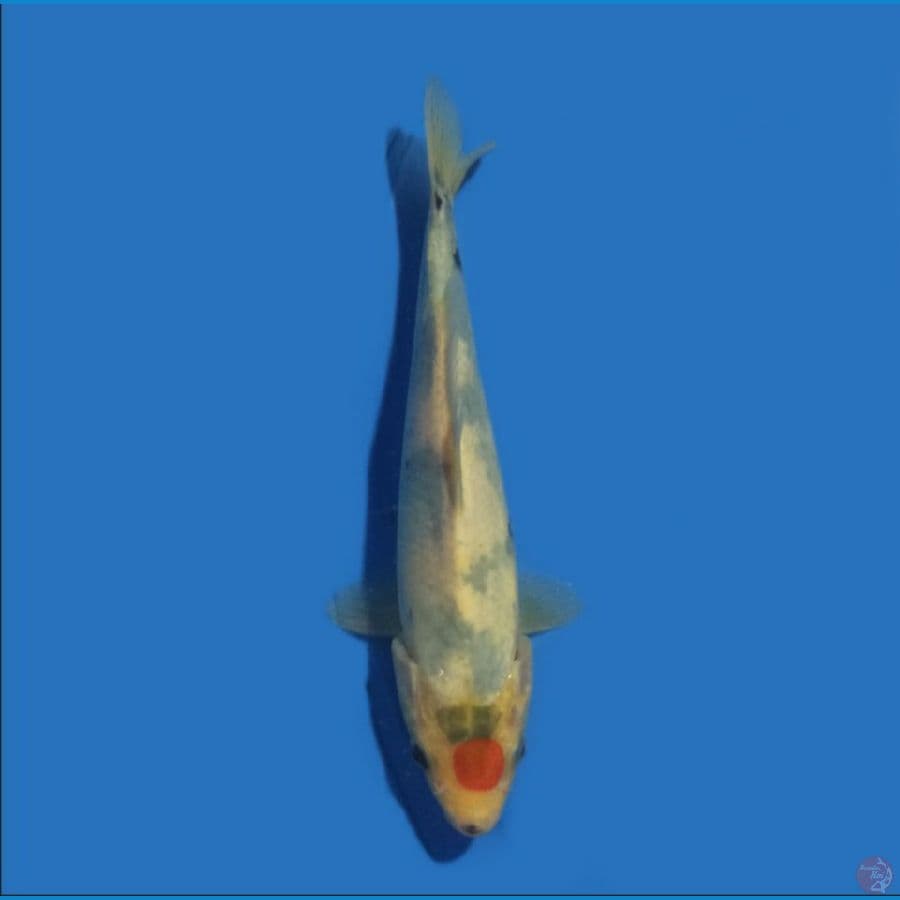 Tancho showa 18 cm