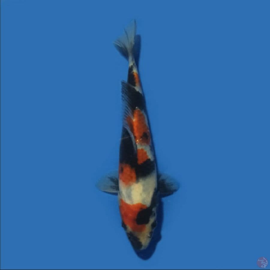 Showa 16 cm