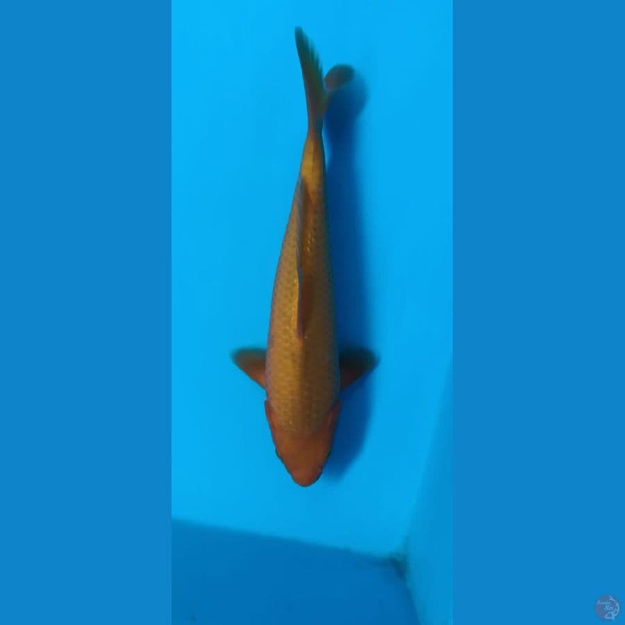 caramel breeder khusnul 27cm male