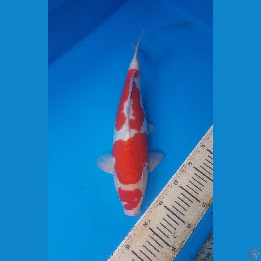 kohaku doitsu 38cm