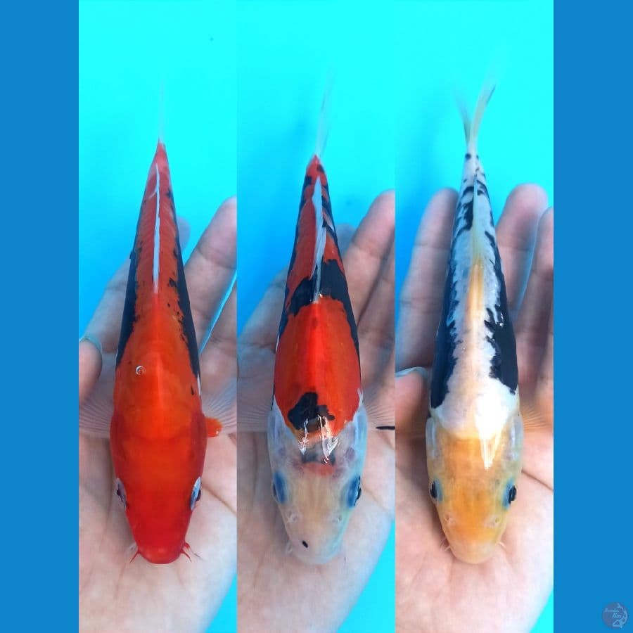 MIX TRIO KUMON-BENIKUMON 18-19CM
