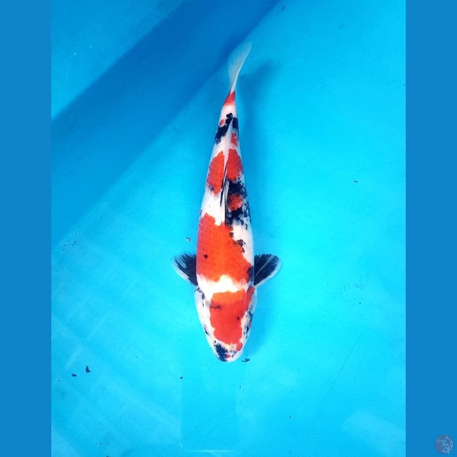 showa 30cm