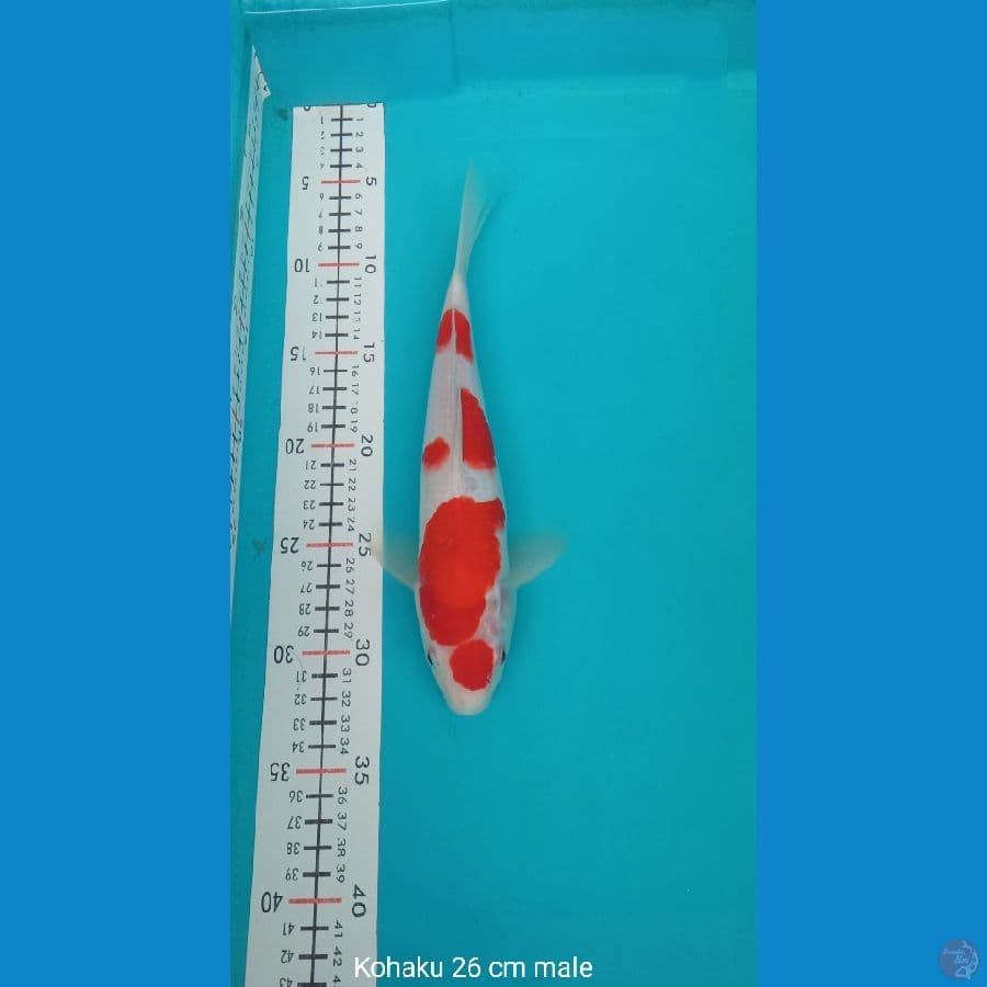 KOHAKU 26 CM