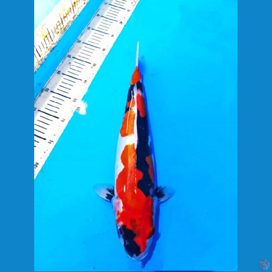 Showa doitsu 42 cm