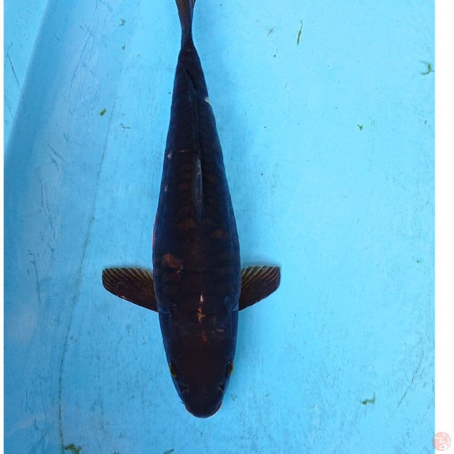 CHAGOI ARAGOKE 36 CM