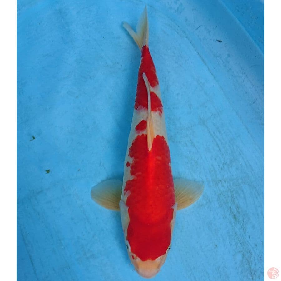 KOHAKU RED STRONG 41 CM