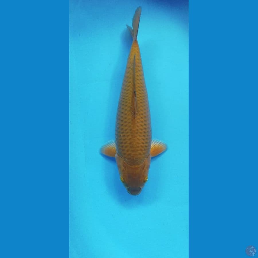 CAGOI 35CM MALE