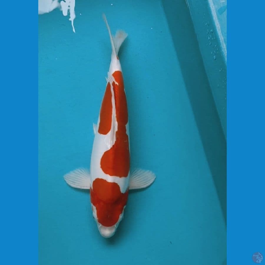 KIKUSHUI 32CM