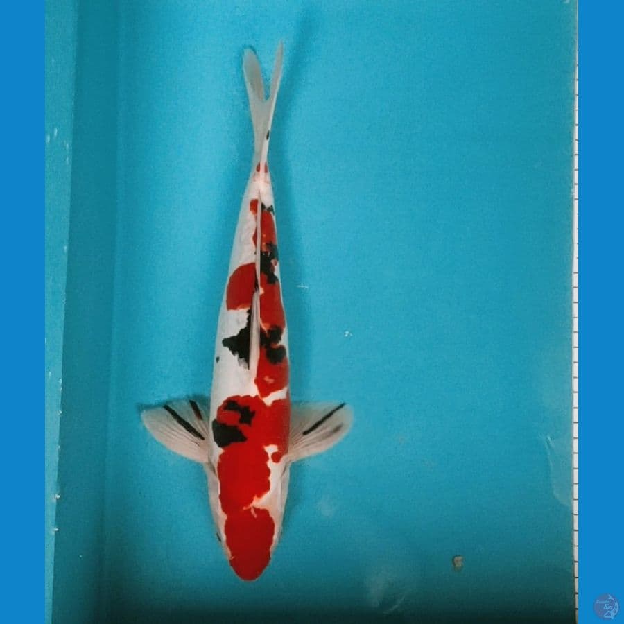 MARUTEN SANKE DOITSU 35CM MALE