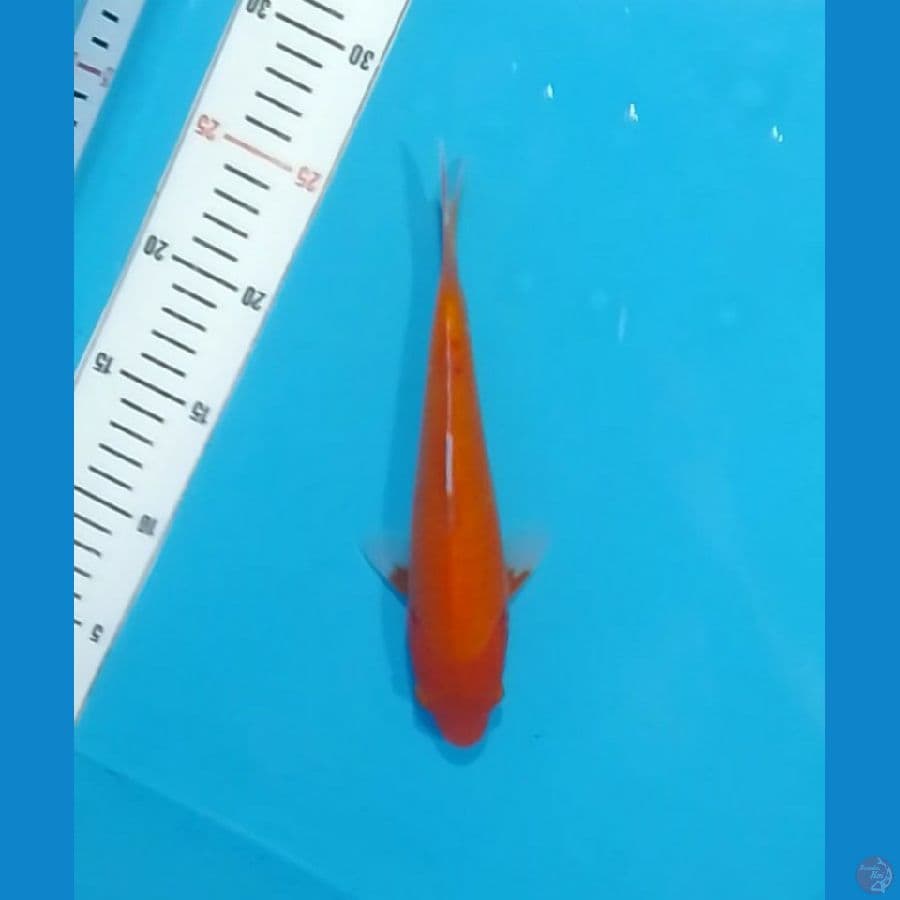 Aka Hajiro 22cm