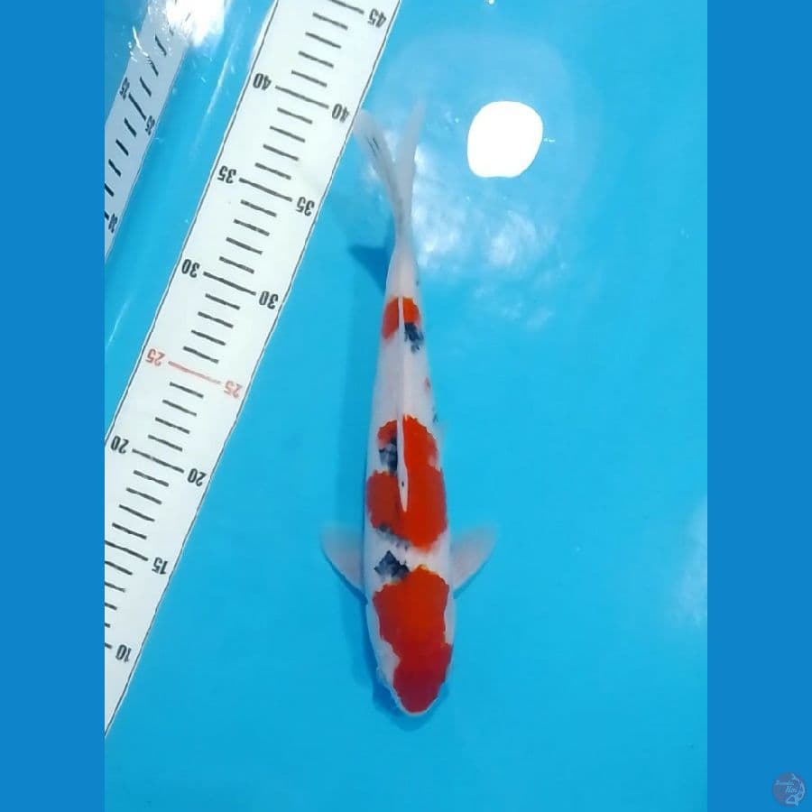 HQ 3step Tsubosumi Sanke 29cm (M)