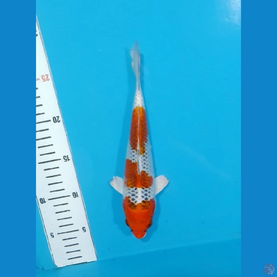 Minion Kujaku 3step 22cm