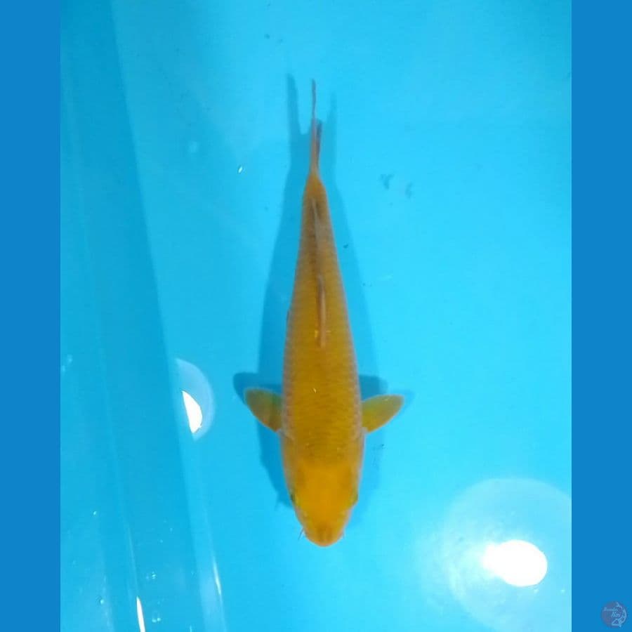 Caramel 26cm (F)
