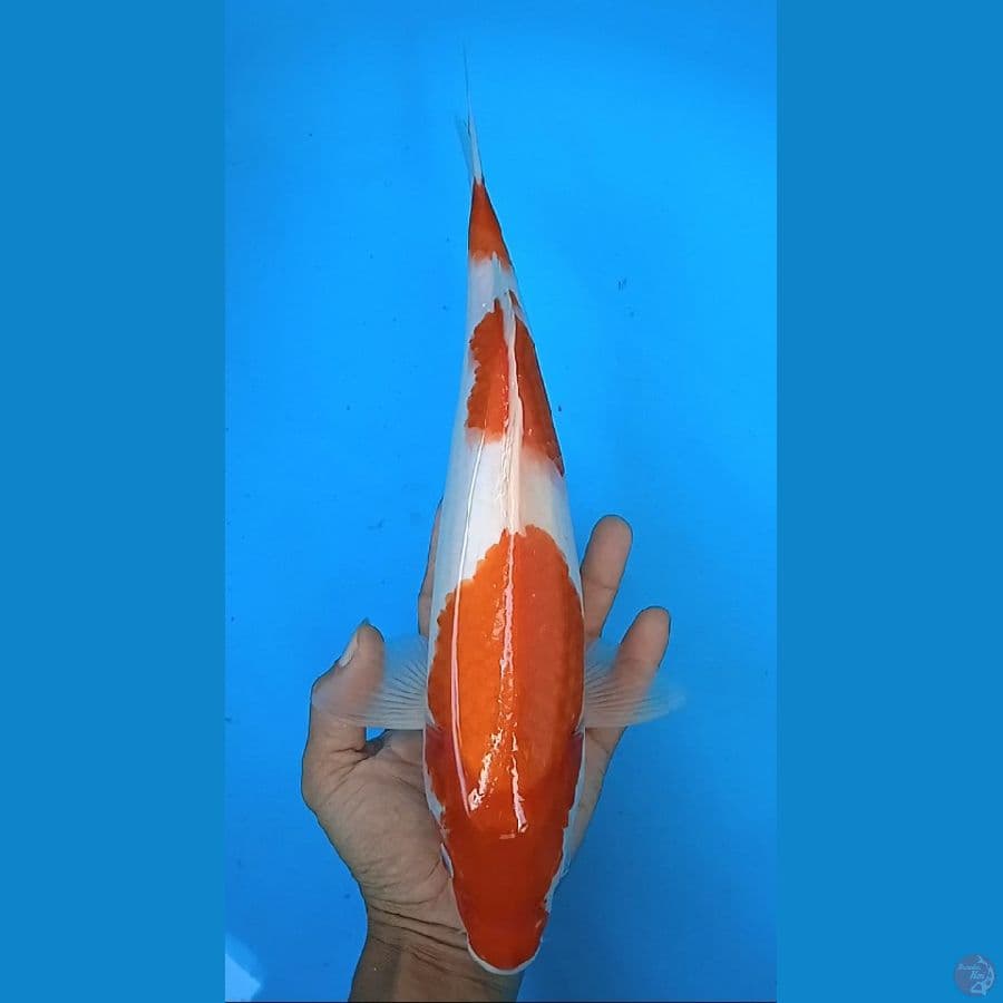kuhaku size : 34 cm / M